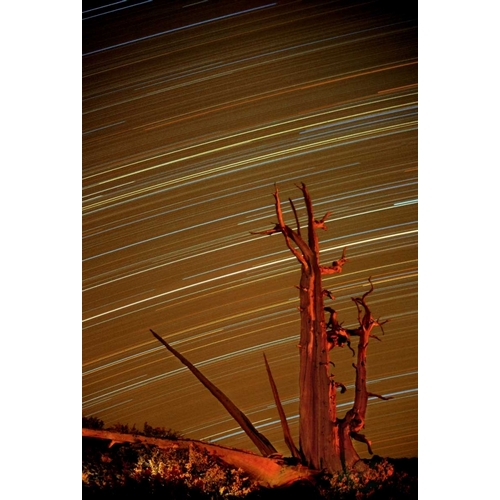 CA, Inyo NF, White Mts Star trails over pine